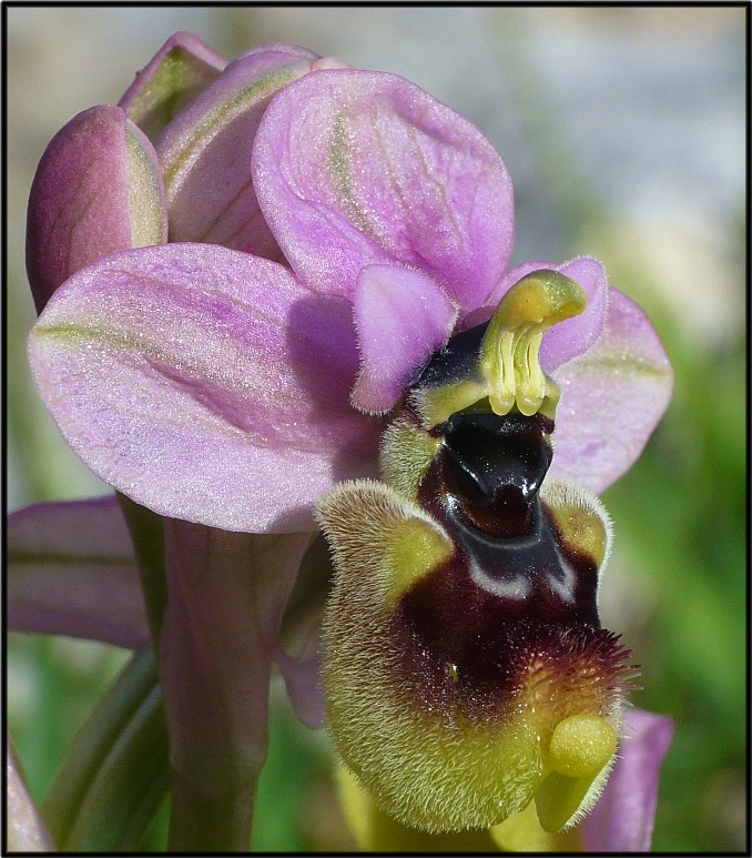 Ophrys tenthredinifera(Macro)